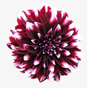 Dahlia, Late Summer, Dahlia Garden, Blossom, Bloom - Purple And White Dahlia Flowers, HD Png Download, Free Download