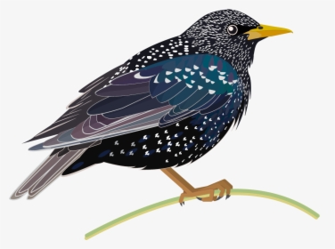 Starling Png Hd - Starling Png, Transparent Png, Free Download