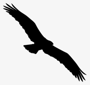 Bird Osprey Shape Comments - Bird Top View Png, Transparent Png, Free Download