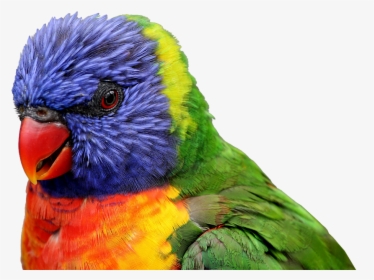 Tropical Birds Png -parrot Bird Feather Tropical Animal - Rainbow Lorikeet Png, Transparent Png, Free Download