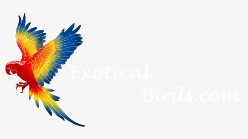 Brazilian Bird Png , Png Download - Clipart Macaw Png, Transparent Png, Free Download