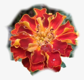 #flower #marigold #sticker #byliriosbellos #withpicsart - Tagetes Patula, HD Png Download, Free Download