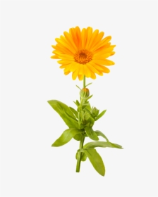 Marigold Png Picture - Marigold Clipart Transparent Background, Png Download, Free Download
