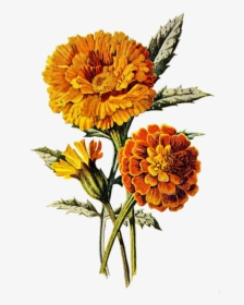Marigold, Flower, Floral, Plant, Orange, Summer, Nature - Marigold Art, HD Png Download, Free Download