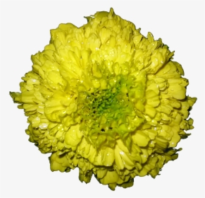 Marigold Flower Png, Transparent Png, Free Download