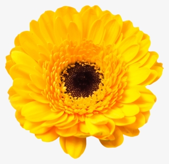 Flower,flowering Marigold,plant,barberton Daisy,cut - Daisy Family Yellow Flowers, HD Png Download, Free Download