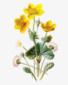 Flower Wildflower Image Botanical Image - Marsh Marigold And Daisy, HD Png Download, Free Download