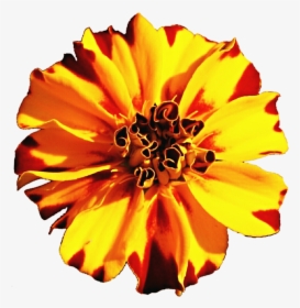 Marigold Flower In Vector Png, Transparent Png, Free Download