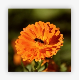 Marigolds - Holi Making Of Colours From Flowers, HD Png Download, Free Download