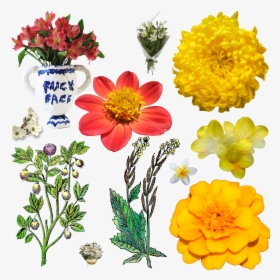Daisies, Gerbers, Mums, Sunflowers, Cosmos, Marigolds, HD Png Download, Free Download