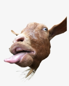 Funny Goat Png - Goats Sticking Their Tongue Out, Transparent Png, Free Download