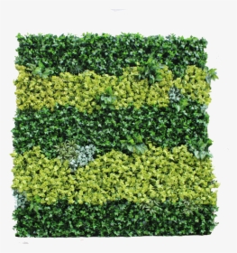 Green - Hedge, HD Png Download, Free Download