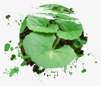 Saraswati , Png Download - Centella Asiatica Plant, Transparent Png, Free Download