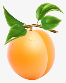 Fruit Clipart Png - Apricot Clipart Png, Transparent Png, Free Download
