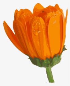 Vegetable,plant,flower - Blooming Flower Png Gif, Transparent Png, Free Download