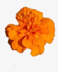 #flower Marigold #flower #orange - Marigold Png, Transparent Png, Free Download