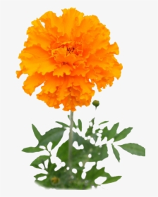 Herb Img - Mexican Marigold Transparent, HD Png Download, Free Download