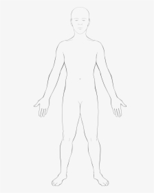 Anatomy Vector Body Outline Physical Body- - Human Body Outline Of Body Transparent, HD Png Download, Free Download