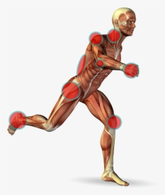 Orthopedic Body , Png Download - Orthopedics Hd Png, Transparent Png, Free Download