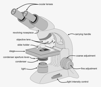 Parts Of A Microscope - Parts Of A Compound Microscope, HD Png Download, Free Download