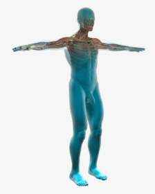 Human Anatomy - Corps Humain Png, Transparent Png, Free Download