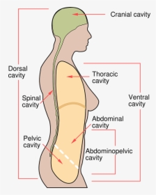 Female Real Human Body Diagram - Real Human Bodies High Resolution