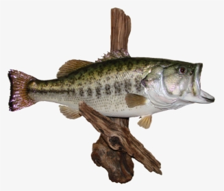 Largemouth Bass Az Wildlife Creations Black Crappie - Black Crappie, HD Png Download, Free Download