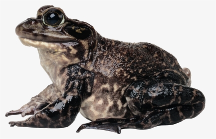 Frog Png - 蛤蟆, Transparent Png, Free Download