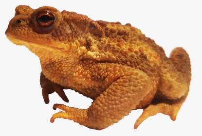 Bufo Bufo Spinosus - Cane Toads No Background, HD Png Download, Free Download