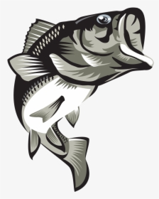 Transparent Bass Fish Png - Largemouth Bass Png, Png Download, Free Download