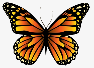 Transparent Butterflies Clipart - Orange Butterfly Png, Png Download, Free Download