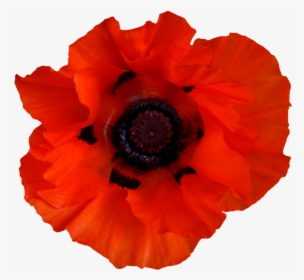 Oriental Family,plant,corn Poppy,flowering Plant,anemone,perennial - Red Poppies Png, Transparent Png, Free Download