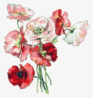 Flowers, Poppies, Poppy, Vintage, Nature, Red, Plant - Sympathy On Loss Of Sister In Law, HD Png Download, Free Download