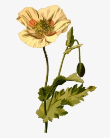 Opium Poppy - Opium Poppy Png, Transparent Png, Free Download