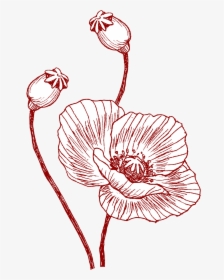Poppy Banner Single - Illustration, HD Png Download, Free Download