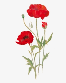 Corn Poppy - Poppy Seed Flower Png, Transparent Png, Free Download