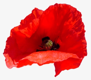 Poppy - Coquelicot, HD Png Download, Free Download