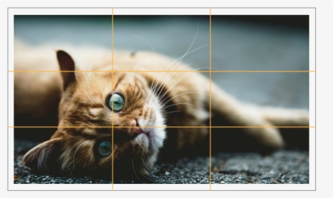 Rule Of Thirds Animals, HD Png Download, Free Download