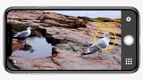 How To Use Af/ae Lock On Your Phone - Great Black-backed Gull, HD Png Download, Free Download