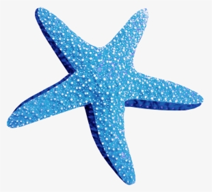 Blue Starfish Png Blue Starfish Png - Starfish Png, Transparent Png, Free Download