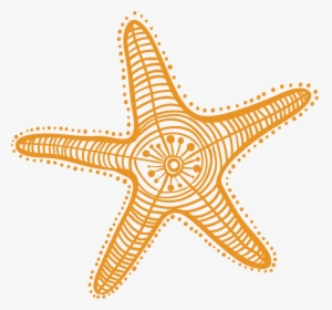 Starfish Drawing Cartoon Clip Art - Starfish Clipart Starfish Draw, HD Png Download, Free Download