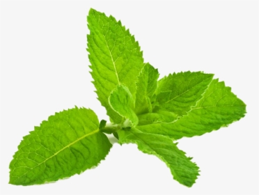Mint, HD Png Download, Free Download