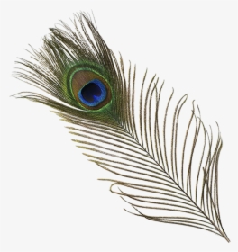 #origftesticker #peacock #feather #peacockfeather #green - More Pankh, HD Png Download, Free Download