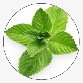 Menthol Meaning In Gujarati, HD Png Download, Free Download