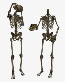 Skeleton Png Image Png Download - Pngs Skeleton, Transparent Png, Free Download