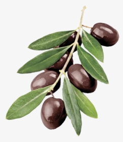 Why Would You Send An Olive Branch - Olive Branch Png, Transparent Png, Free Download