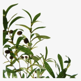 Flowerdutchess Olivebranch - Grass, HD Png Download, Free Download