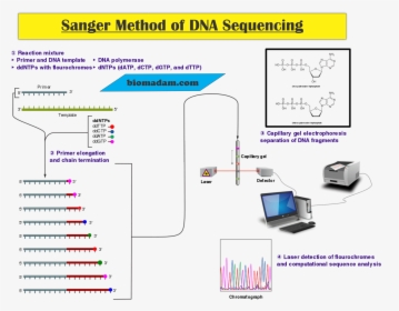 Transparent Dna Strand Png - Sanger Sequencing Of Insulin, Png Download, Free Download