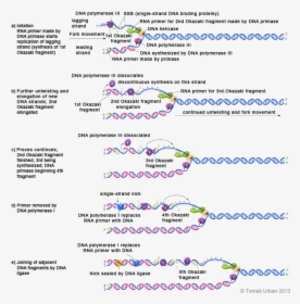 Dna Synthesis Steps - Lagging Strand Synthesis Steps, HD Png Download, Free Download