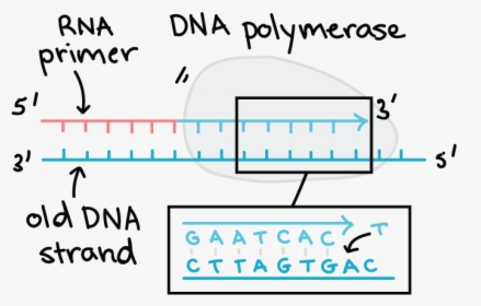 Complementary Strand Of Dna Example, HD Png Download, Free Download